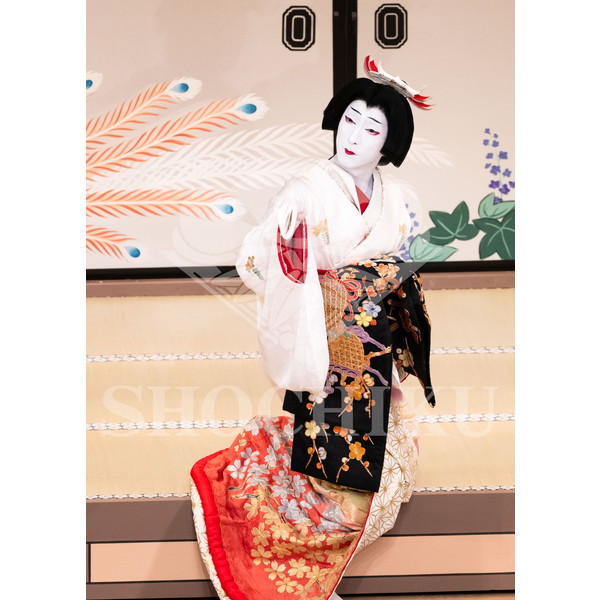 2026年5月 大阪松竹座さよなら公演「御名残五月大歌舞伎」ブロマイド／『鰯賣戀曳網』／071