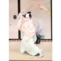 2026年5月 大阪松竹座さよなら公演「御名残五月大歌舞伎」ブロマイド／『鰯賣戀曳網』／062