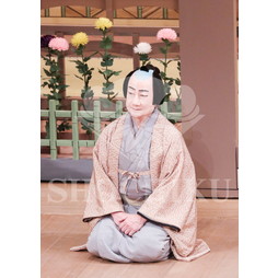 2026年5月 大阪松竹座さよなら公演「御名残五月大歌舞伎」ブロマイド／『鰯賣戀曳網』／135