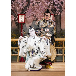 2026年10月 南座「市川團十郎特別公演」ブロマイド／『鞘當』／532